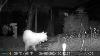 Photos U0026 Videos Gardepro A3 Trail Camera 2 Of 2 Worcester England 26th To 31st August 2024